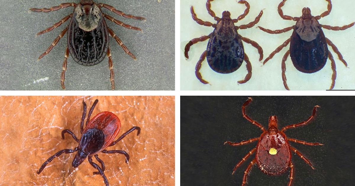 Be On the Lookout for Ticks