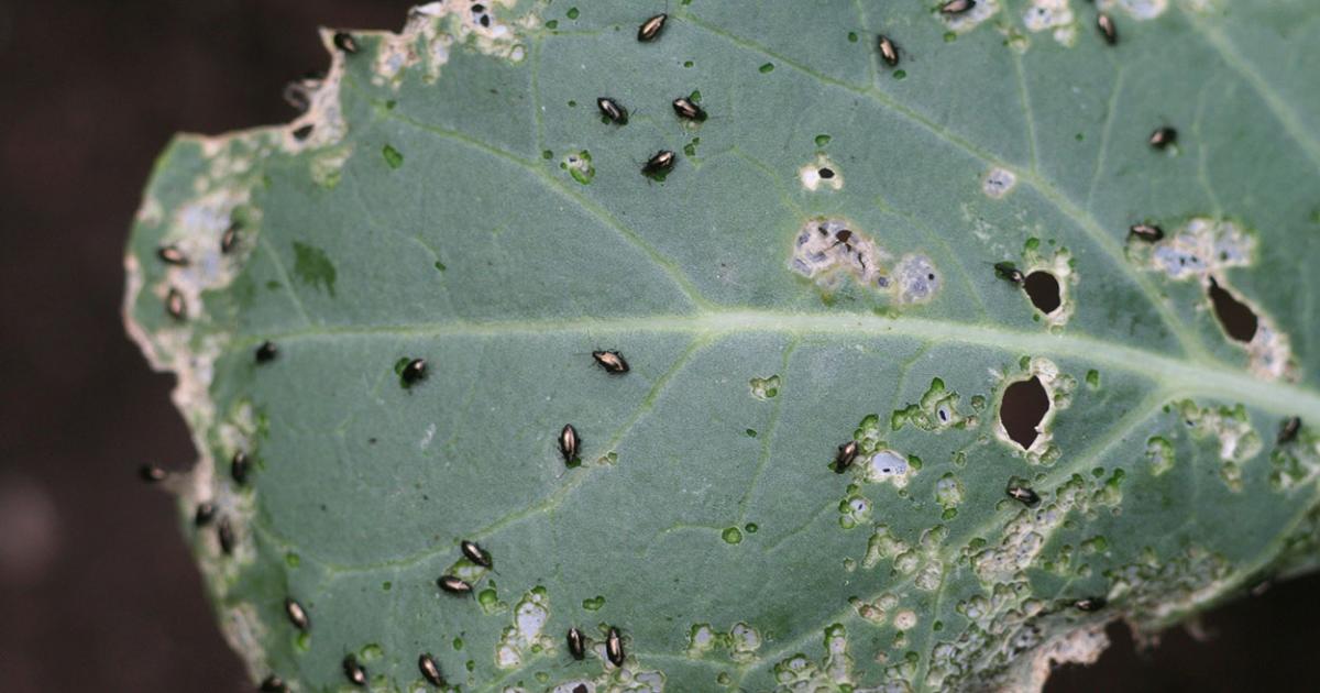 Flea Beetles Already Active In Gardens