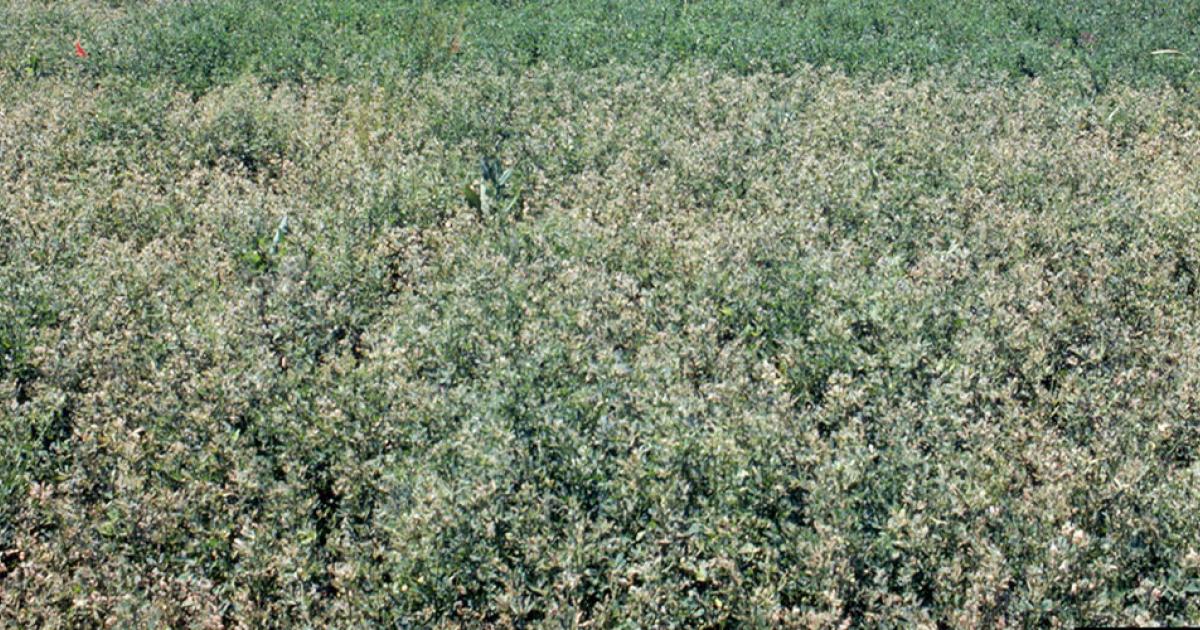 Why’s My Alfalfa Field Turning White?