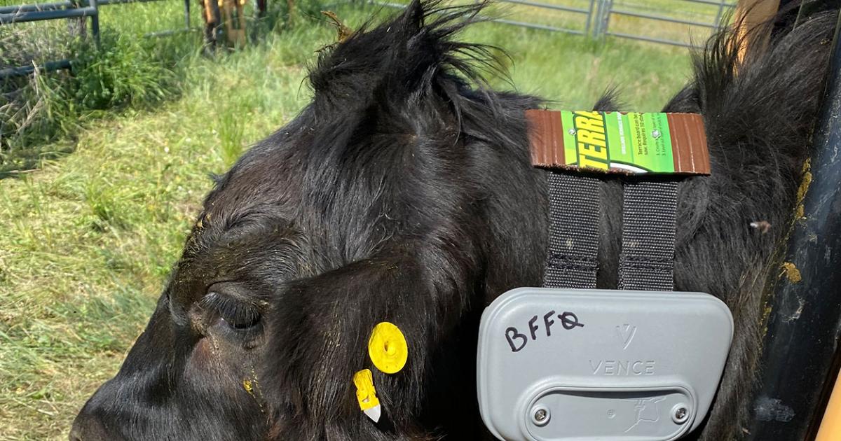 Range Roundup Virtual Fencing Project Takes Place at the Cottonwood