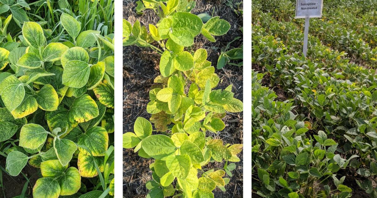 What Is Causing Soybeans to Yellow at This Time?