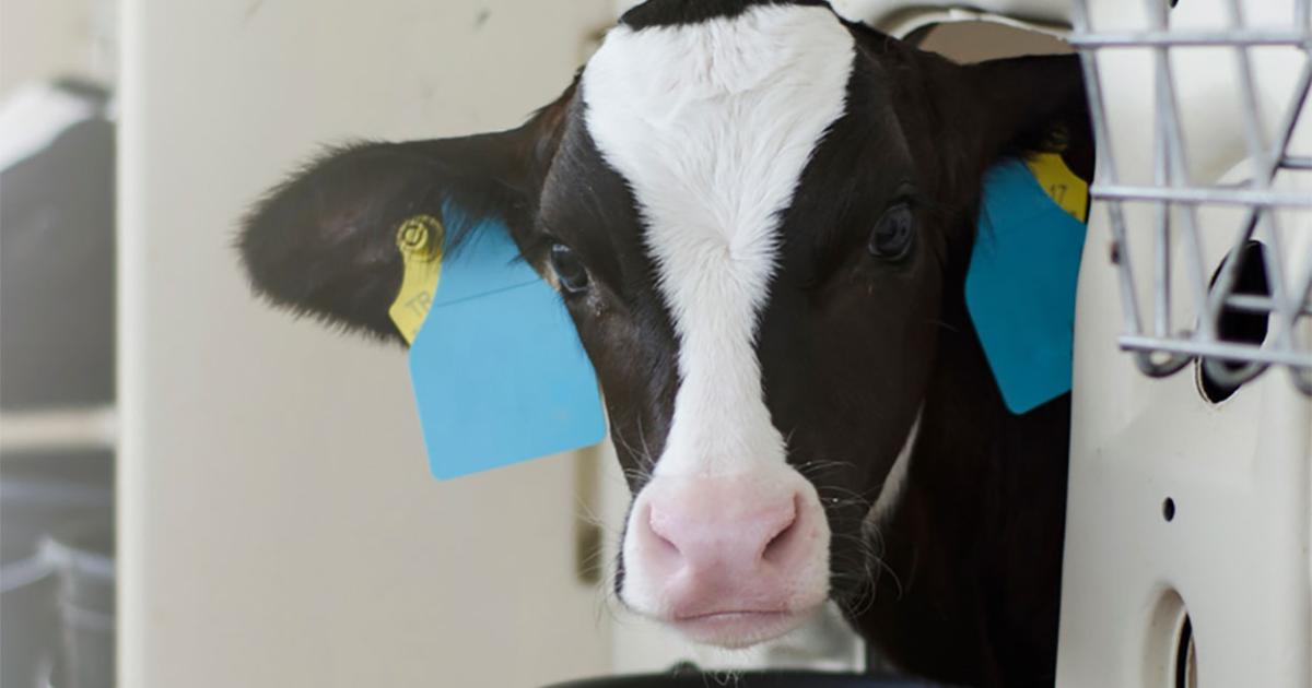 Raising Purchased Baby Dairy Calves Getting off to a Good Start