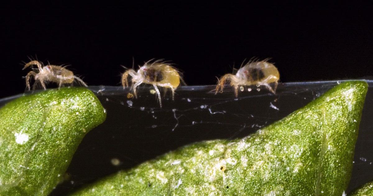 Two-Spotted Spider Mite Populations Reaching Threshold