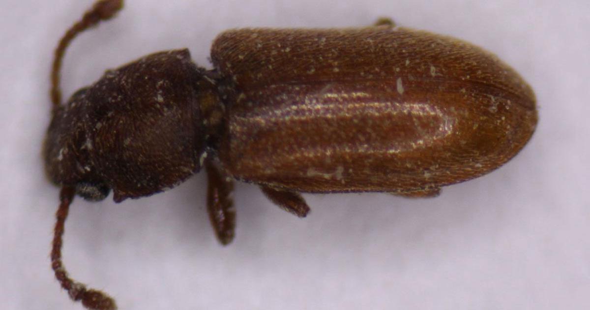 Get Rid Of Foreign Grain Beetles | Psoriasisguru.com