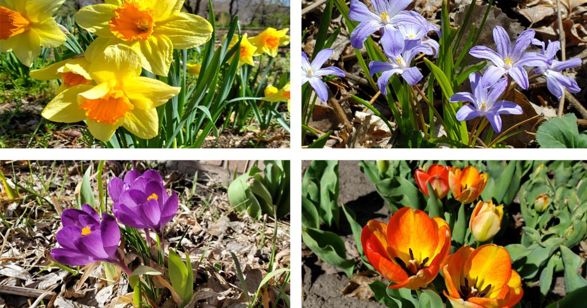 Prepare for Early Spring Blooms by Planting Hardy Bulbs in the Fall