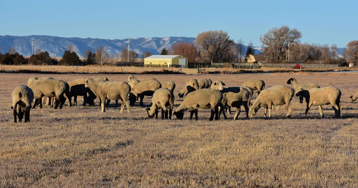 Multispecies Grazing Benefits of Sheep Integration on Rangelands