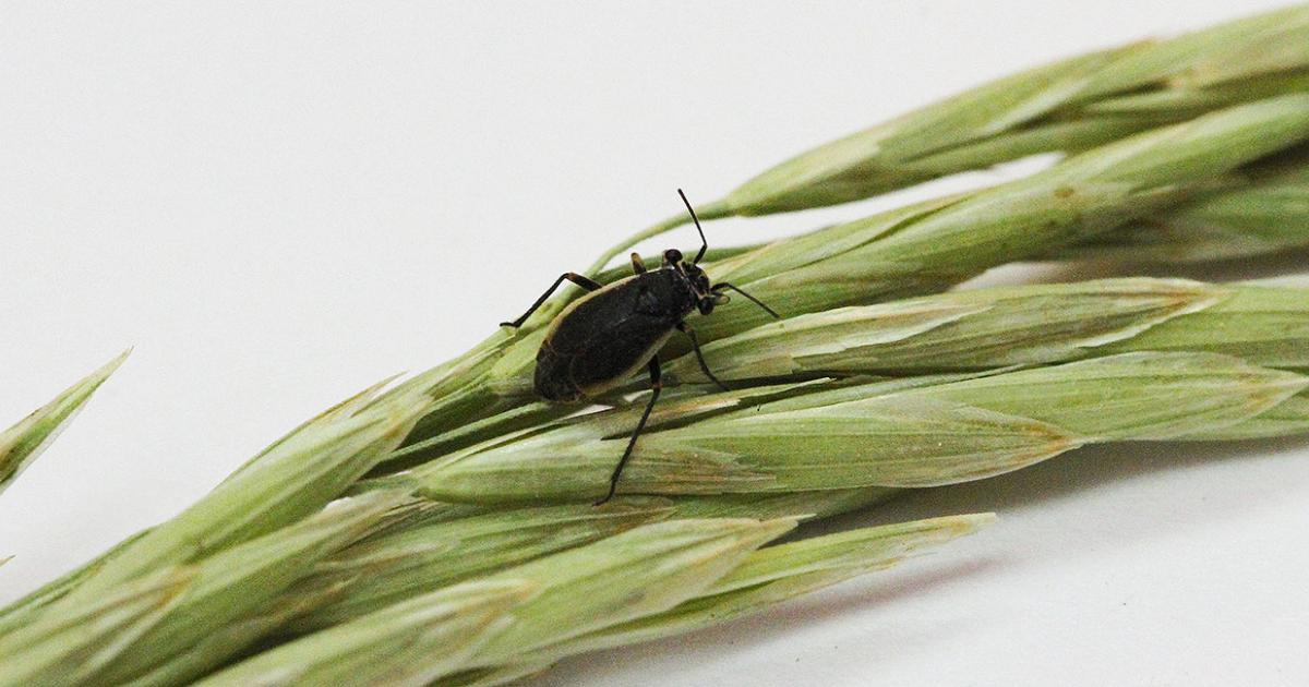 Black Grass Bugs May Cause Issues if Drought Persists