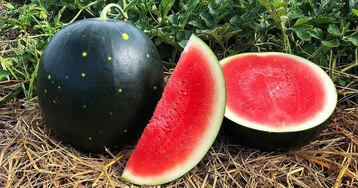 Image of Straw mulch around melons and squash