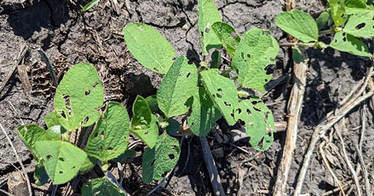 Bean Leaf Beetles Active in South Dakota