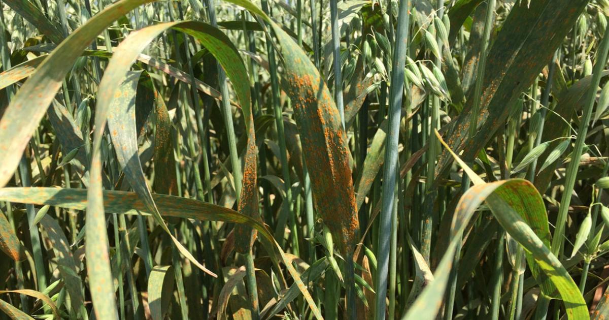 Crown Rust of Oats