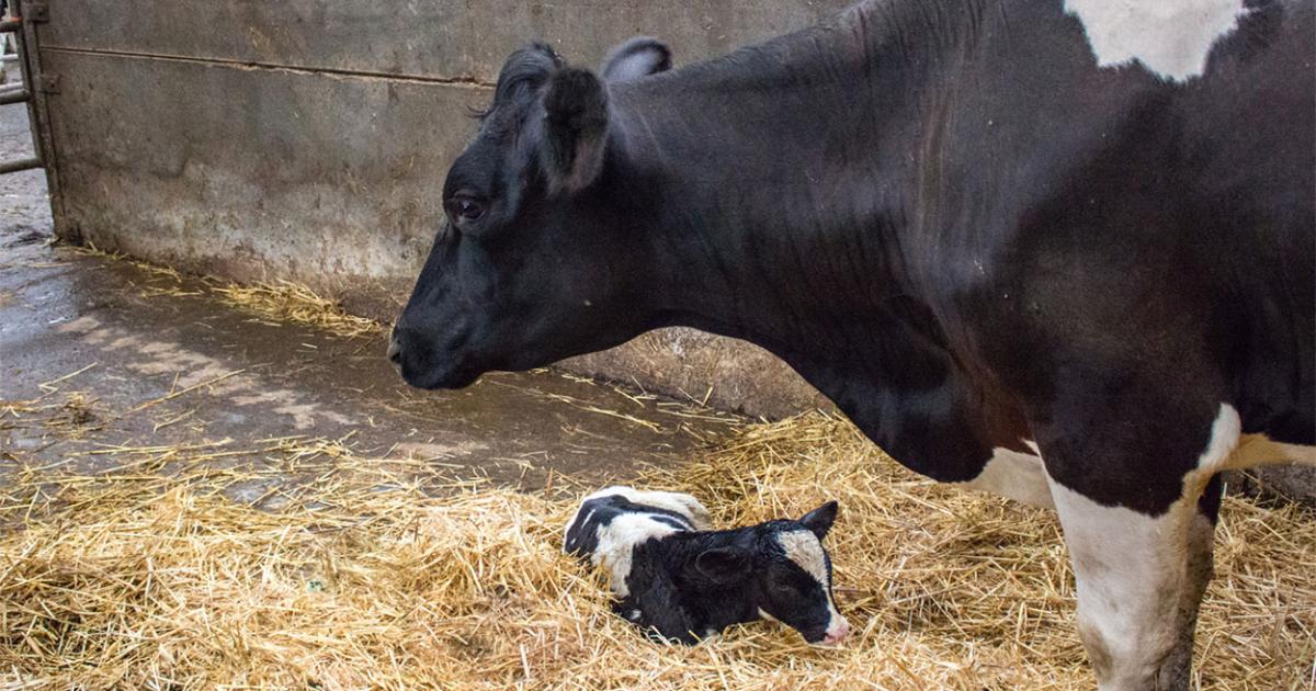 Dairy Embryo Transfer Activity in the United States