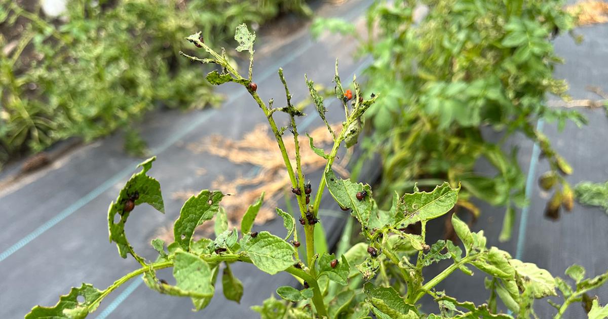 What Is Eating the Leaves on My Potato Plants?