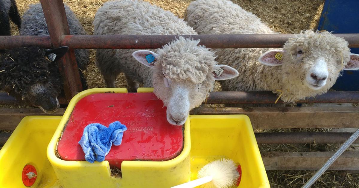 Sheep Water Requirements and Quality Testing