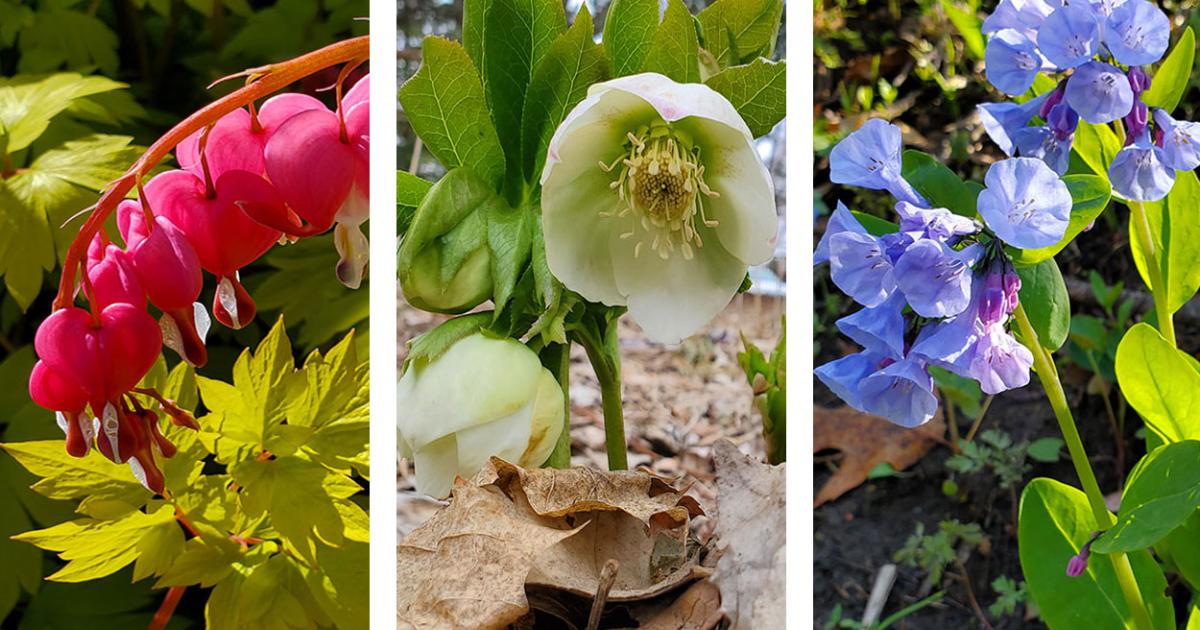 Shadeloving Perennials for South Dakota Gardens