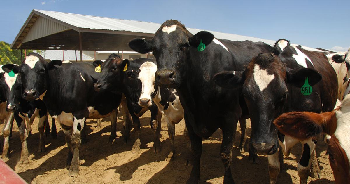 Managing Stress in Dairy Cows