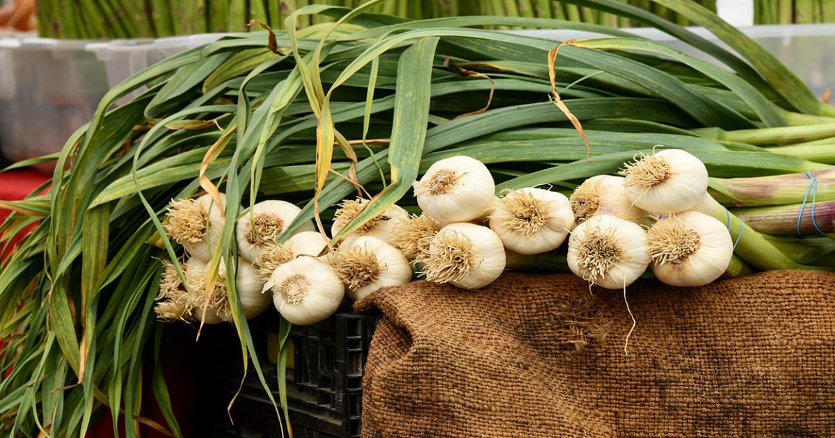 Garlic: How to Grow It