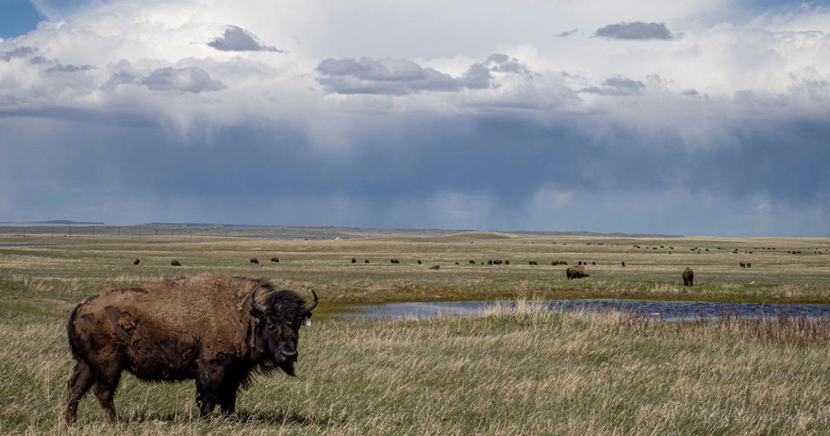 Are bison amenable or nonamenable? How does the definition of bison