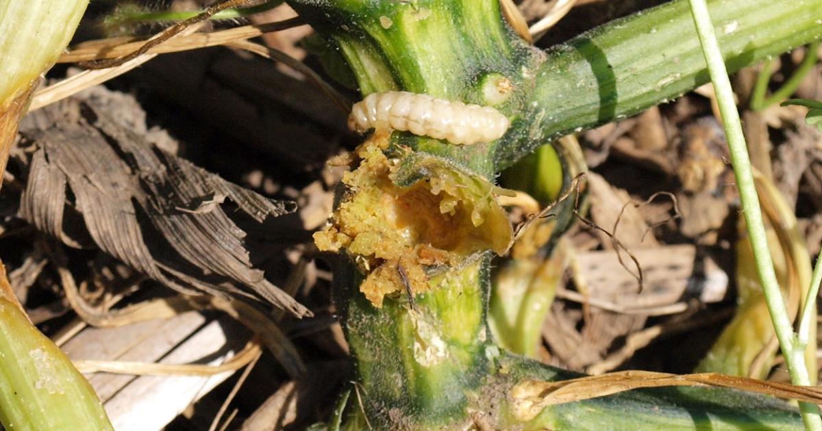 Squash Vine Borer Life Cycle