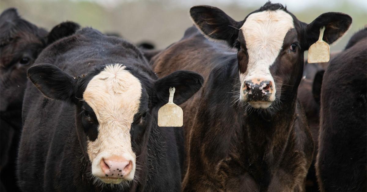 Sell the Feeder Calf, or Create a Yearling?