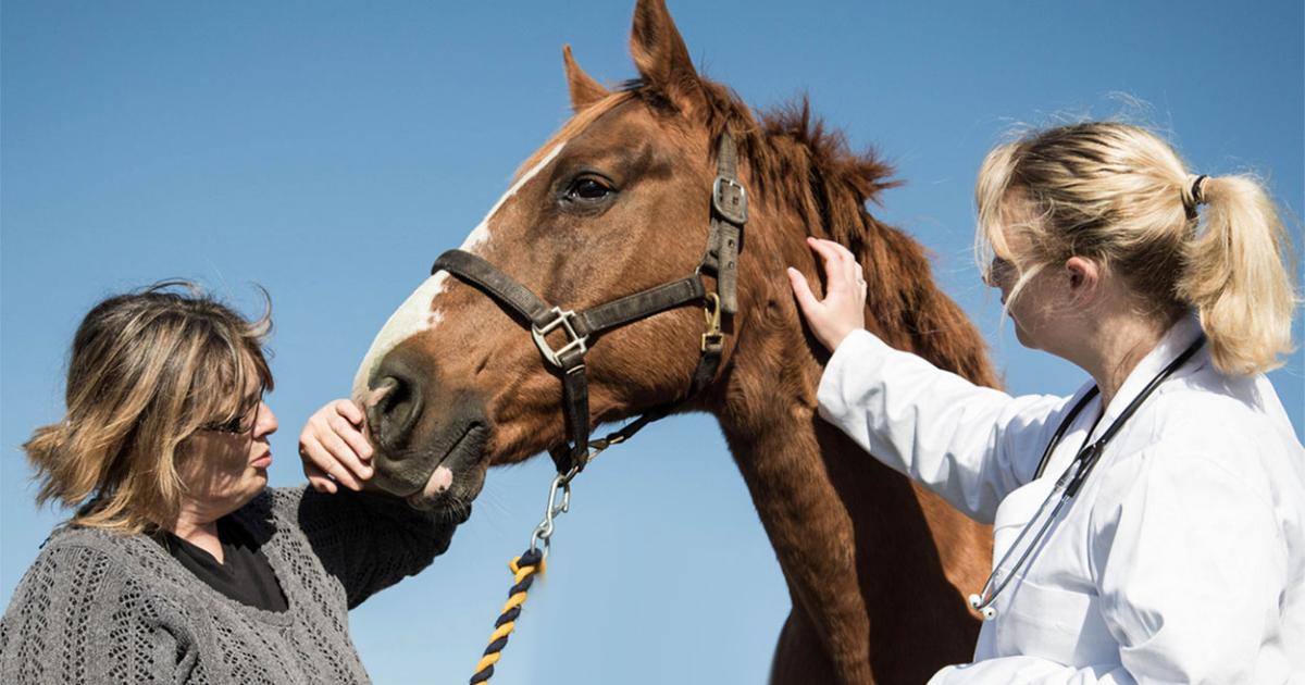 Winter Ticks Showing Up on Horses
