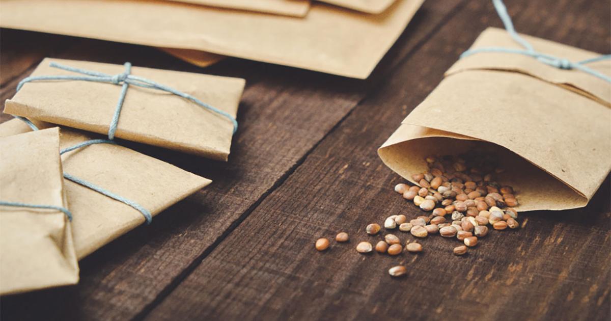 Seedy storage: How to store your vegetable seeds - little eco