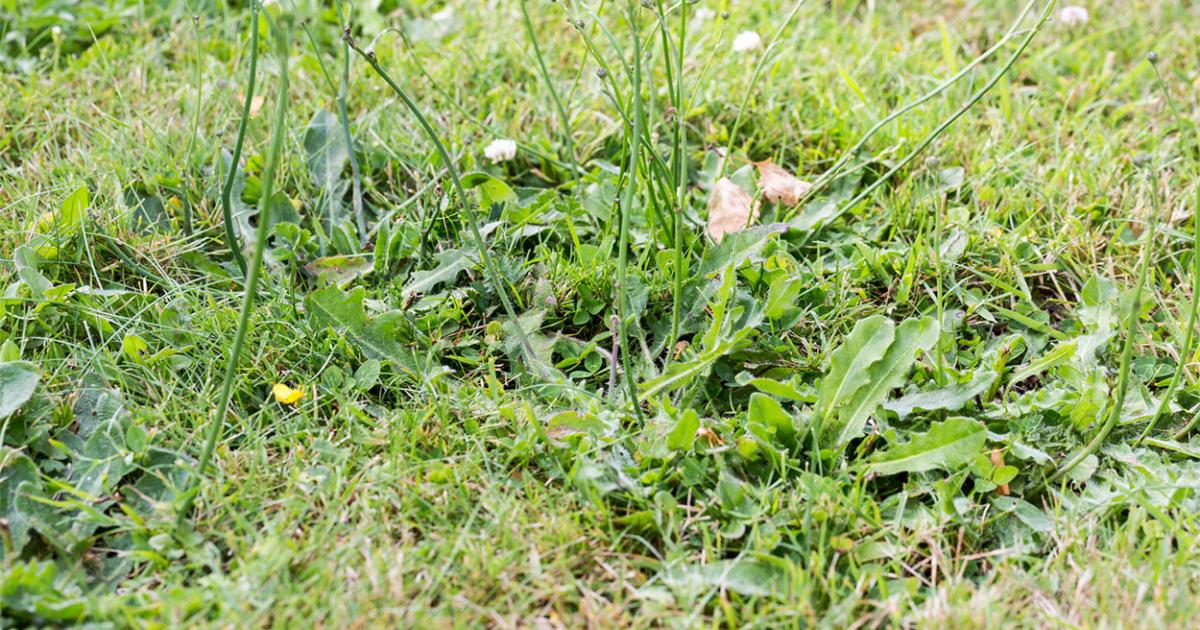 Considerations for Weed Control in Lawns