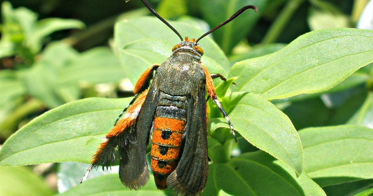 Squash Vine Borer Activity Estimate June 16, 2023