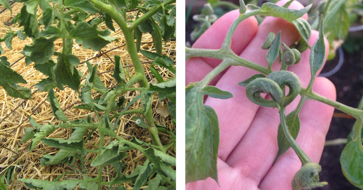 Why Are My Tomato Leaves Curled Up?