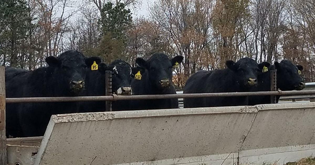 Feeding Hybrid Rye Grain to Cattle