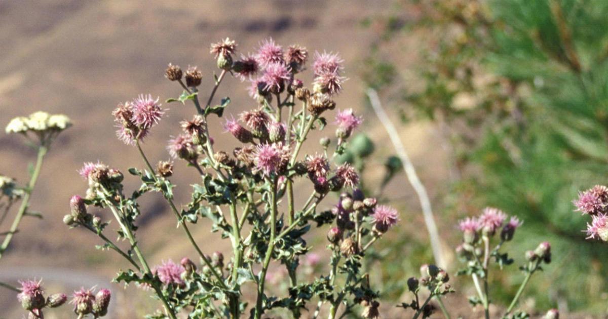Canada Thistle Control in the Fall