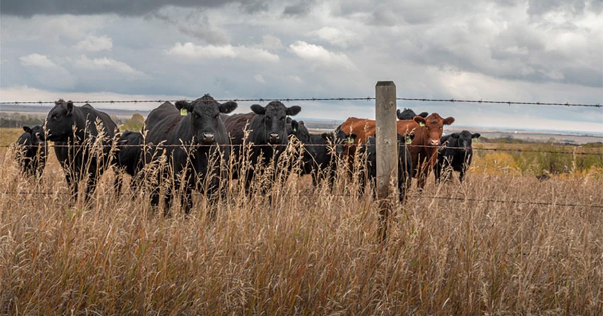 Pasture Conditions and Grazing Opportunities
