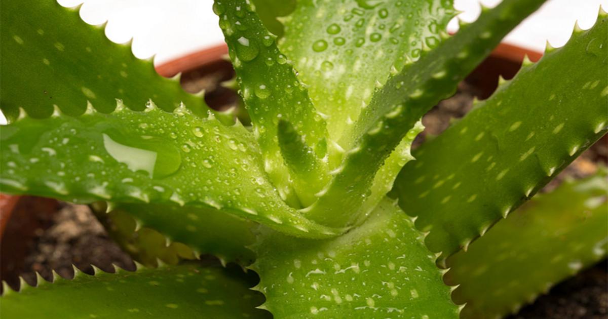 Aloe Vera: Houseplant How-To