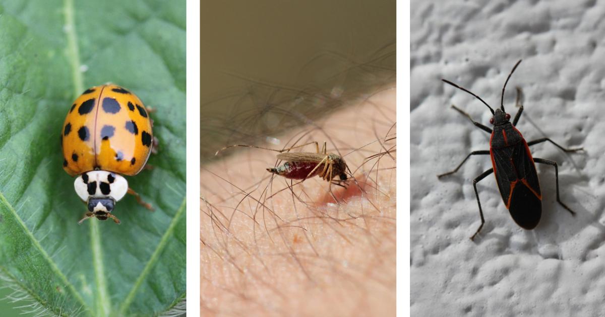 Insects Are Being a Nuisance This Fall