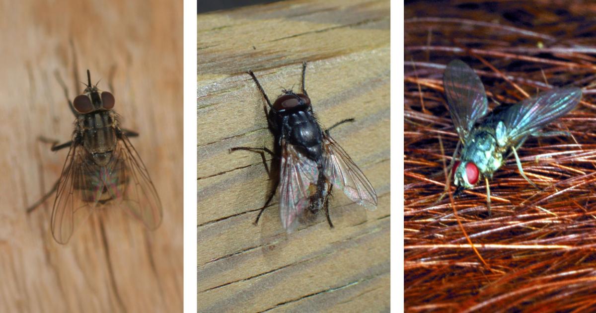 Fly Management for Cattle