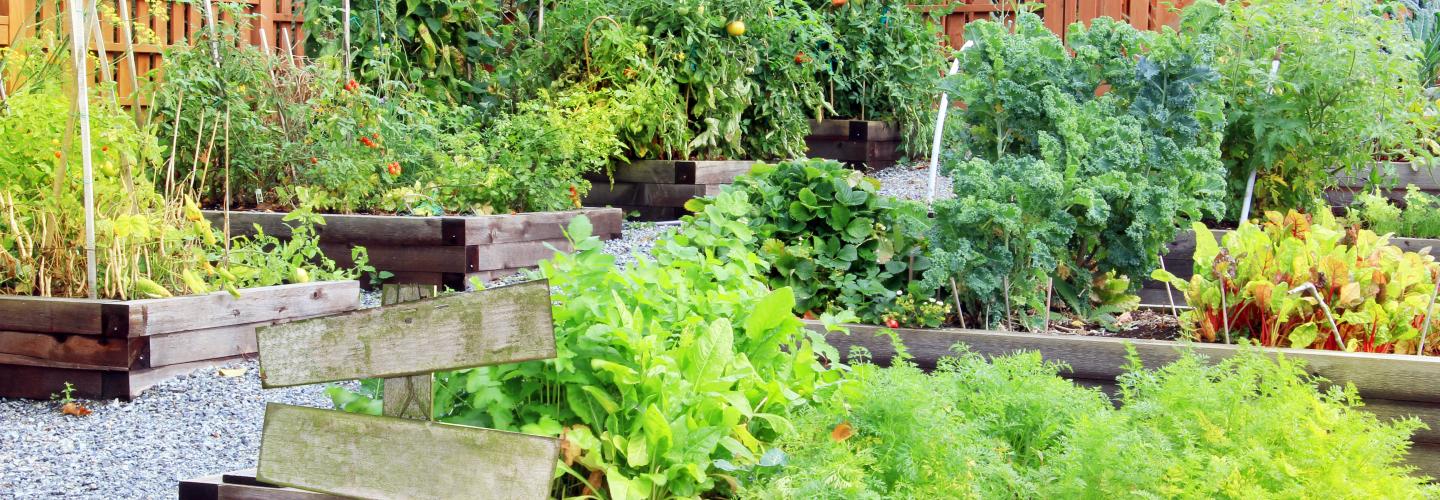 fruit and vegetable garden with raised beds