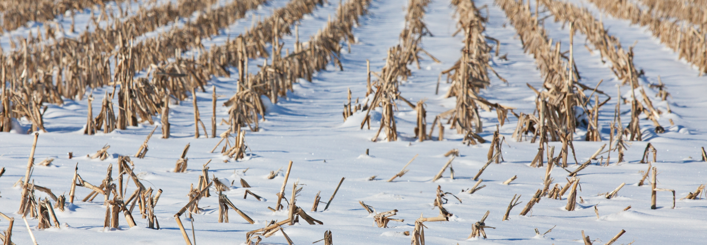 Snow covered cornstalks