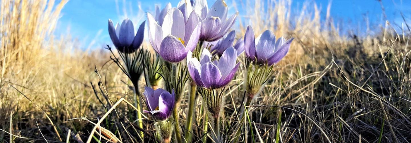Prairie pasque flowers blooming in early spring.