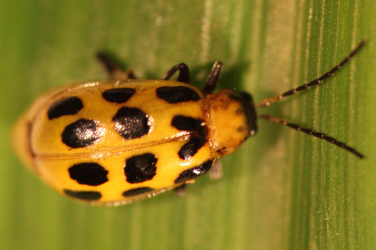 Managing Cucumber Beetles