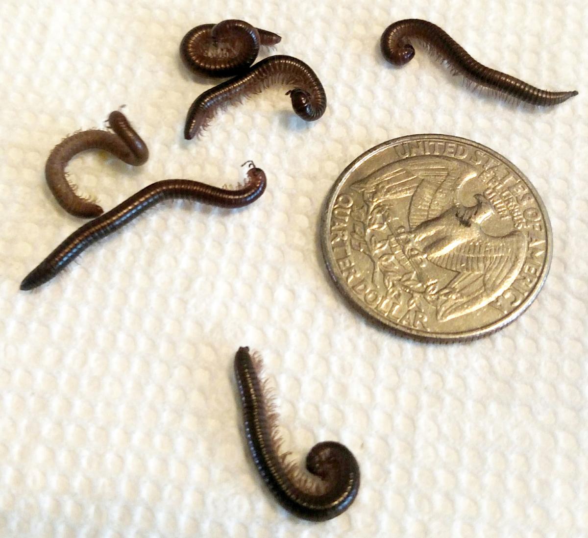 millipedes-moving-in