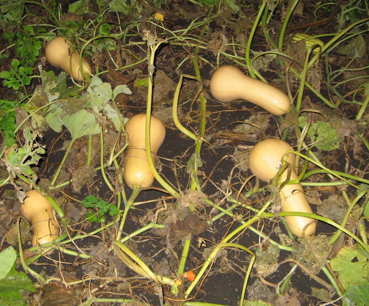 Time To Harvest Those Winter Squash
