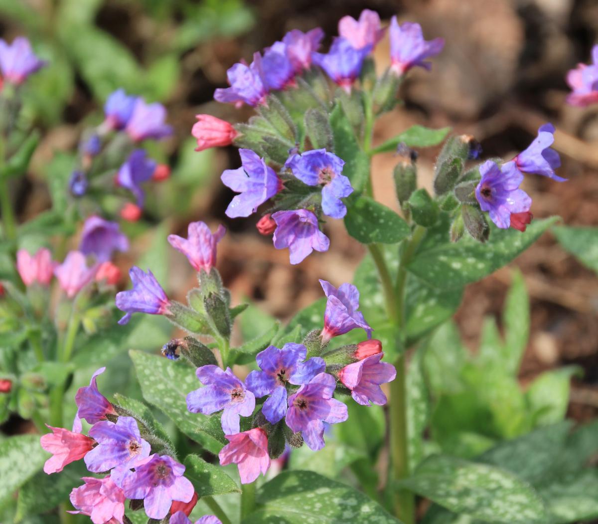 Lungwort