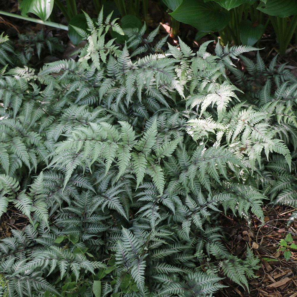 Ferns: A Classic Shade Garden Plant