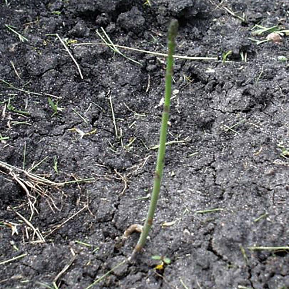 Asparagus is In-Season