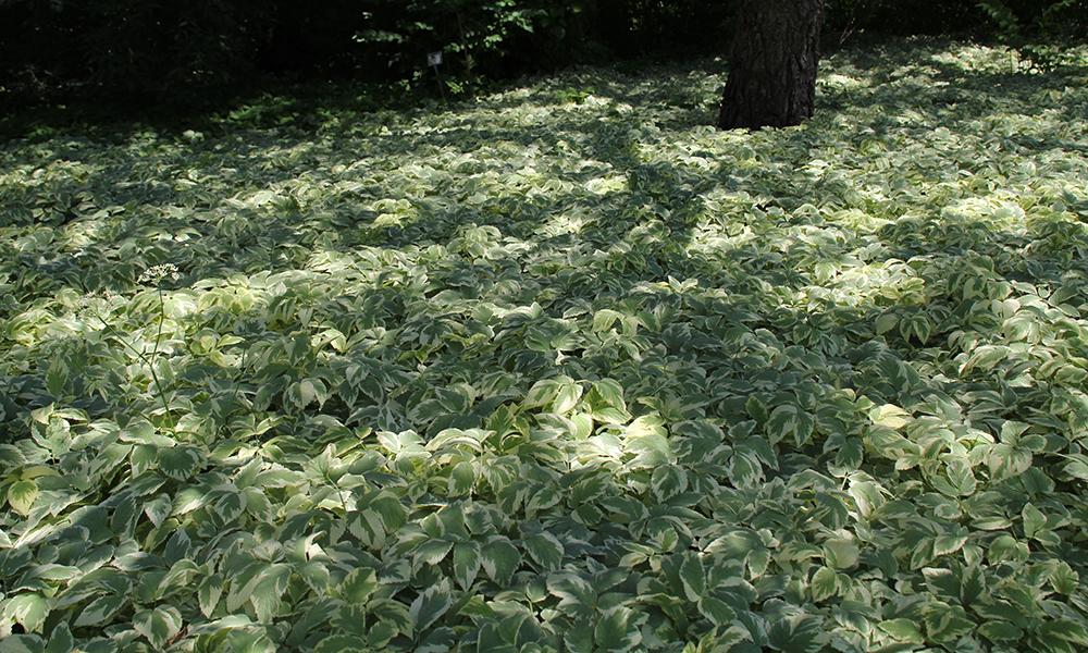 Perennial Ground Covers for Shady Gardens