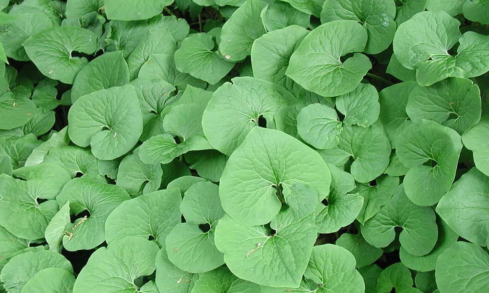 Perennial Ground Covers for Shady Gardens