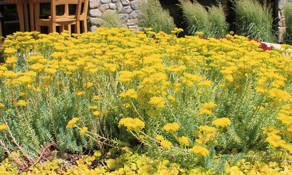 Perennial Ground Covers for Sunny Gardens