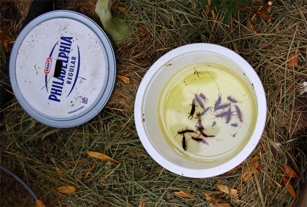 Earwigs in the Garden LessToxic Control Alternative