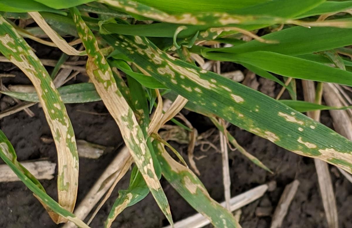 Bacterial Leaf Blight Developing in Winter Wheat