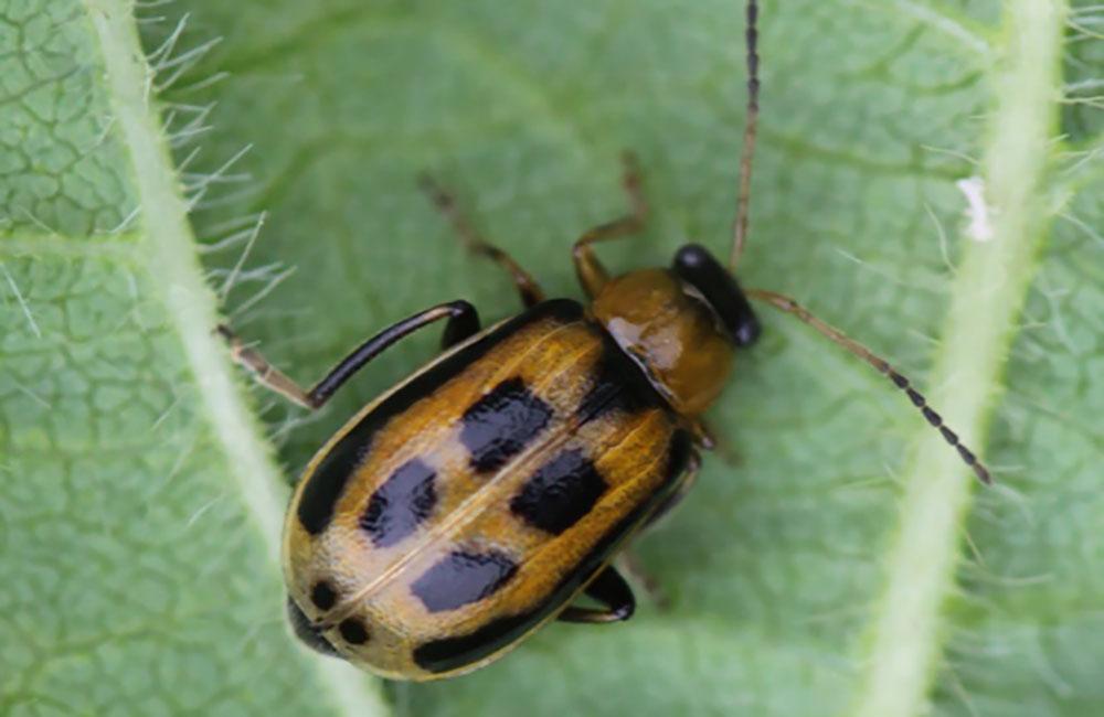 Bean Leaf Beetles Are Back Adults Observed Near Beresford
