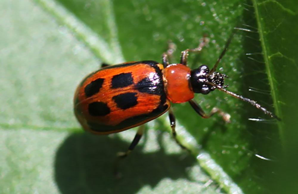 Bean Leaf Beetles Are Back Adults Observed Near Beresford